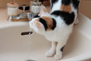 Cat_drinking_tap_water_02
