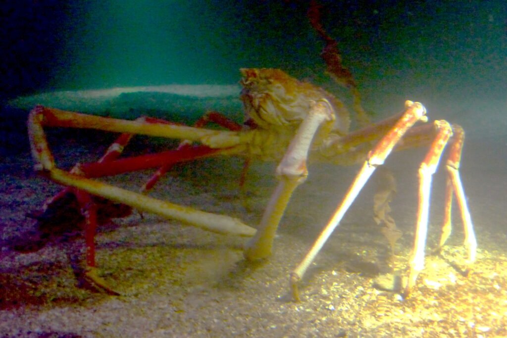 Crabzilla_in_Sea_Life_Scheveningen-1